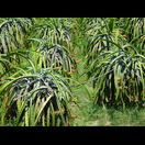 Bereits als Drachenfrüchte zu erkennen